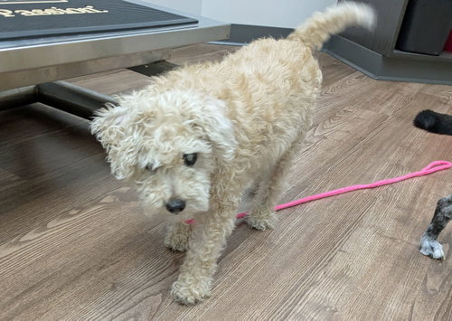 Winney, a dog for adoption from Powell Animal Welfare Society (PAWS)