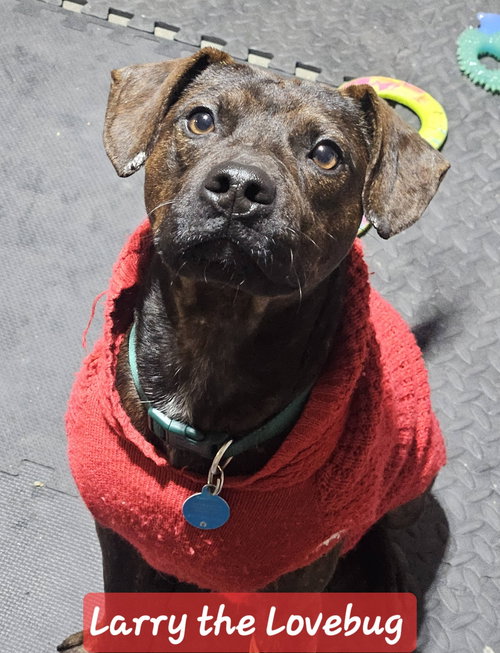 Larry, an adoptable Unknown breed in Cincinnati, OH