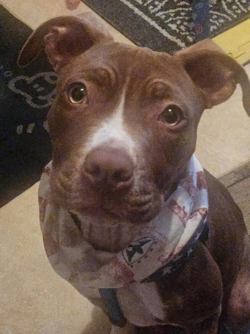 Blue, a young male American Pit Bull Terrier