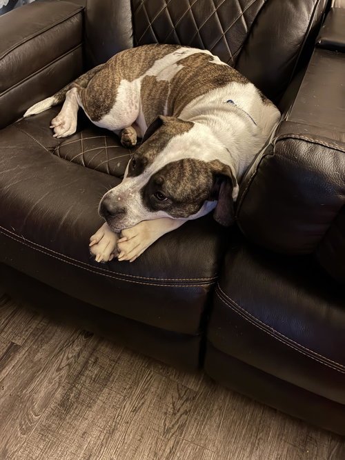 Cheeky, an adoptable Unknown breed in Cincinnati, OH