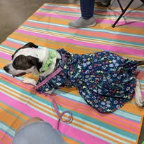 Cheeky, a adult female Mixed Breed