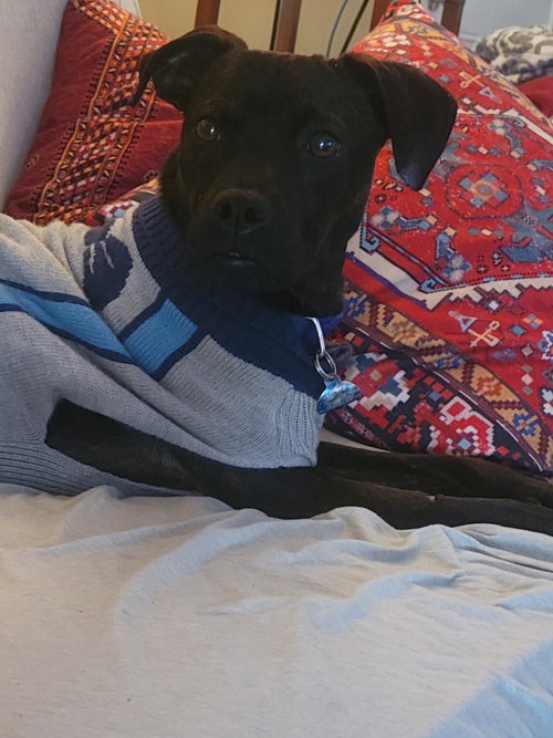 Moe, an adoptable Unknown breed in Cincinnati, OH