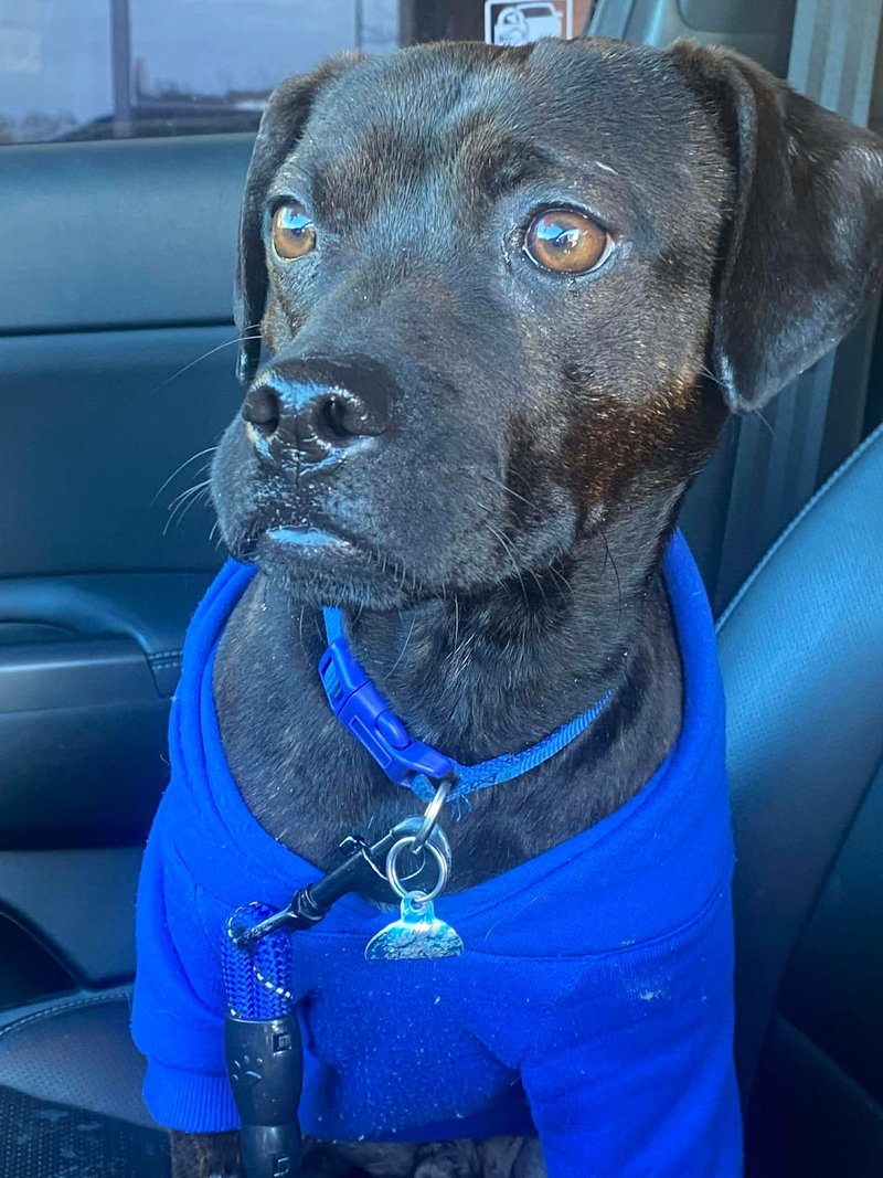 Moe, a young male Mix