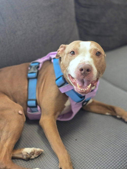 Maggie, photo 17