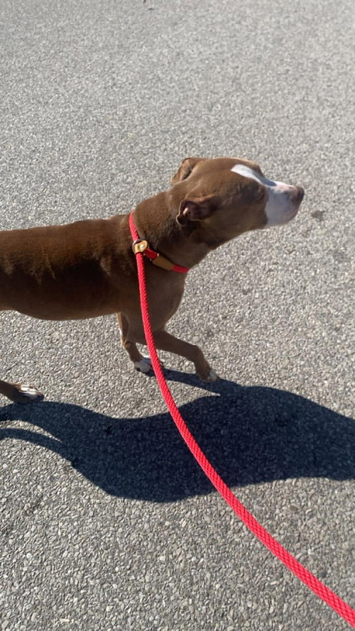 Maggie, photo 21