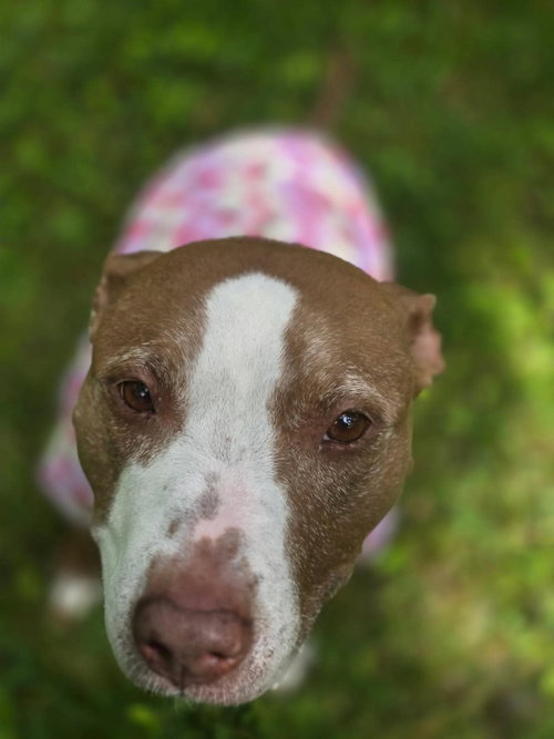 Maggie, photo 6