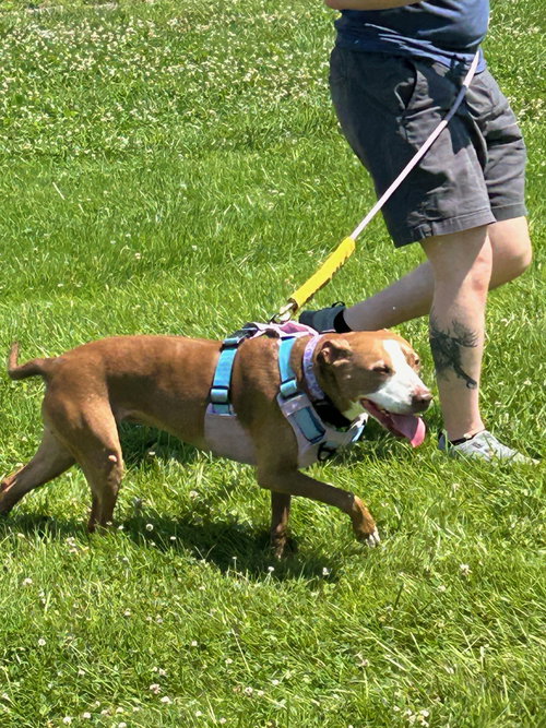 Maggie, photo 10