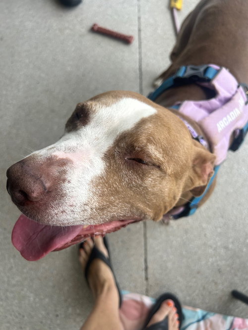 Maggie, photo 12