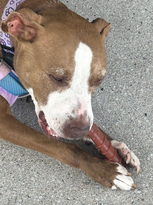 Maggie, photo 13