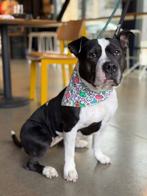 Star, an adoptable Unknown breed in Cincinnati, OH