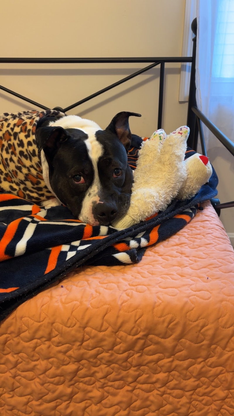 Star, a adult female Mix