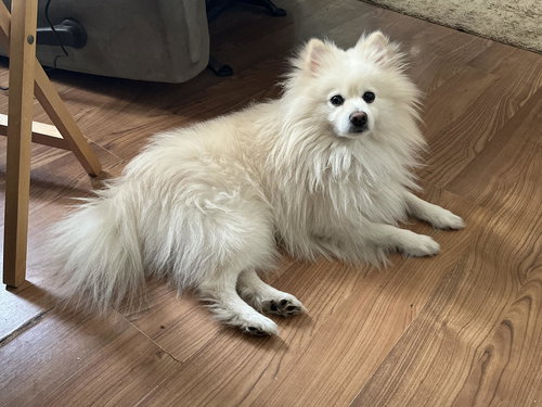 Aspen, an adoptable Pomeranian in Cincinnati, OH