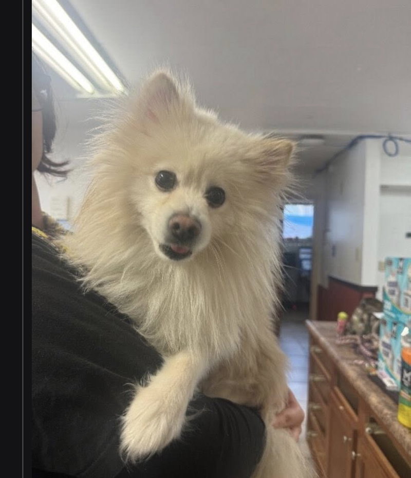 Aspen, a young male Pomeranian