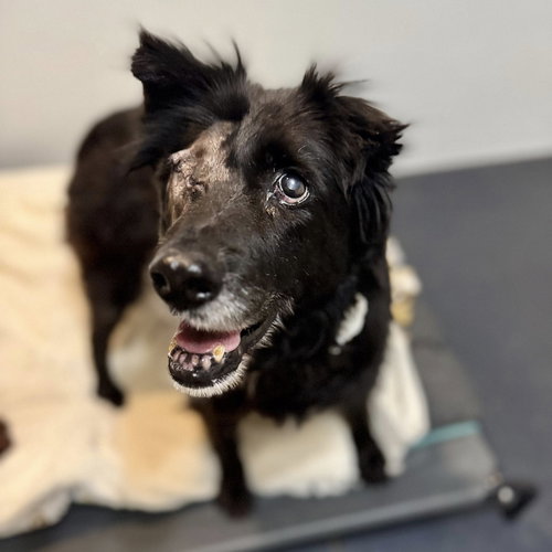 Mollie, an adoptable Border Collie in Cincinnati, OH