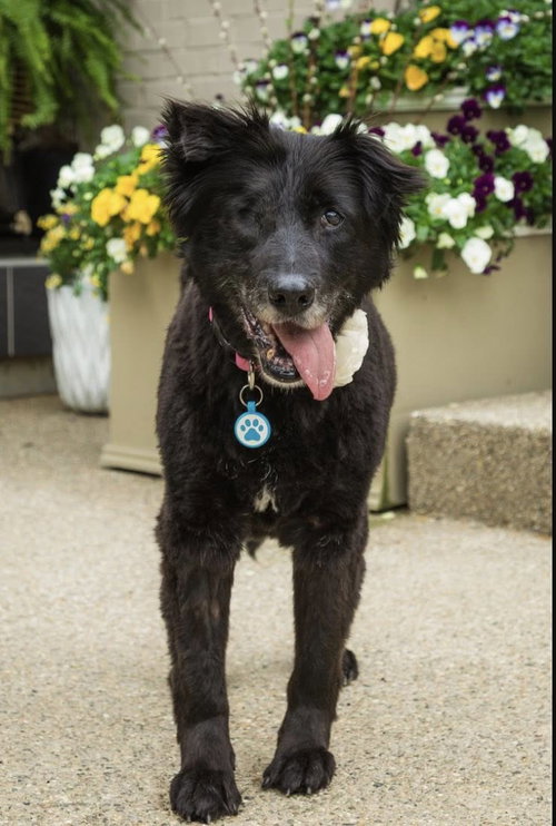 Mollie, an adoptable Border Collie in Cincinnati, OH
