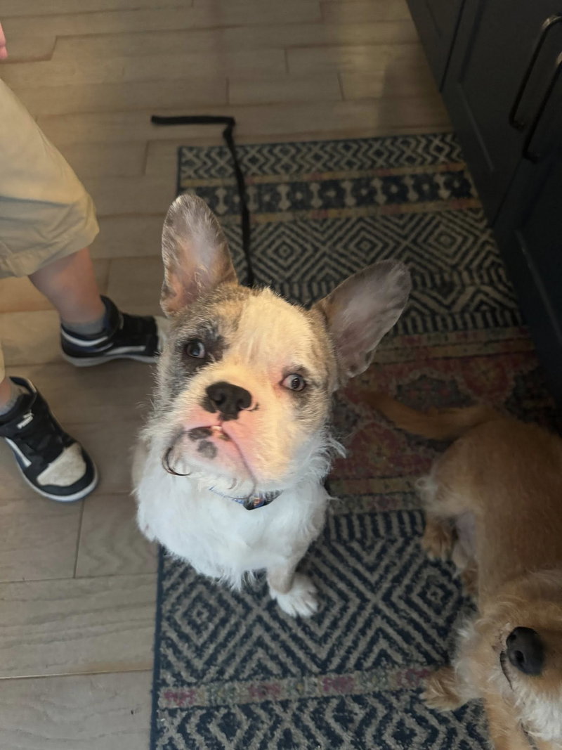 Chip, a young male French Bulldog Mix