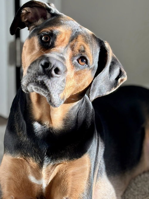 Dobby, an adoptable Unknown breed in Cincinnati, OH