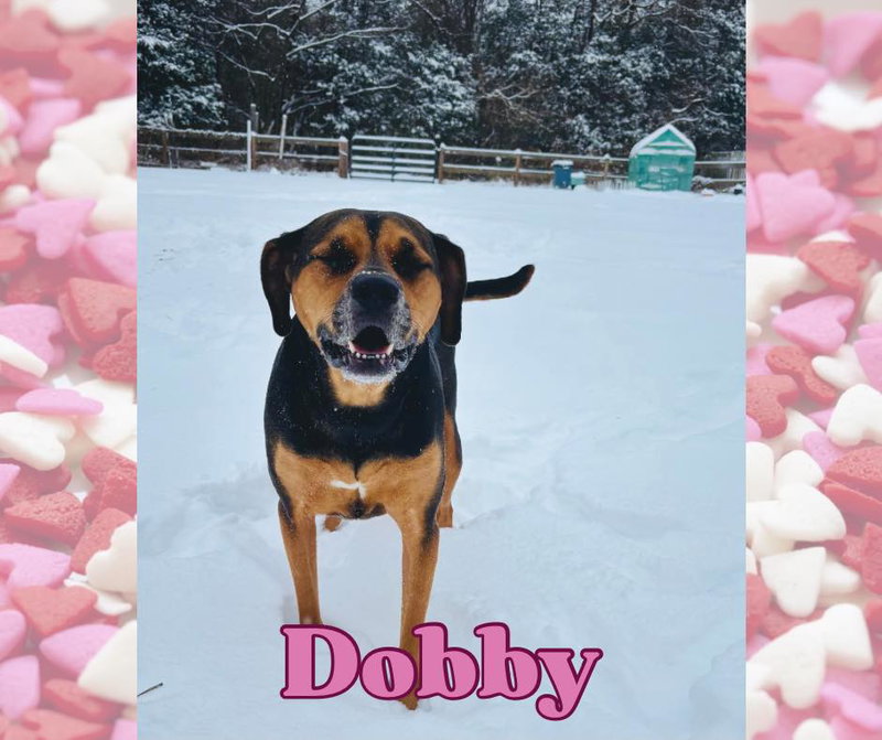 Dobby, a young male Mix