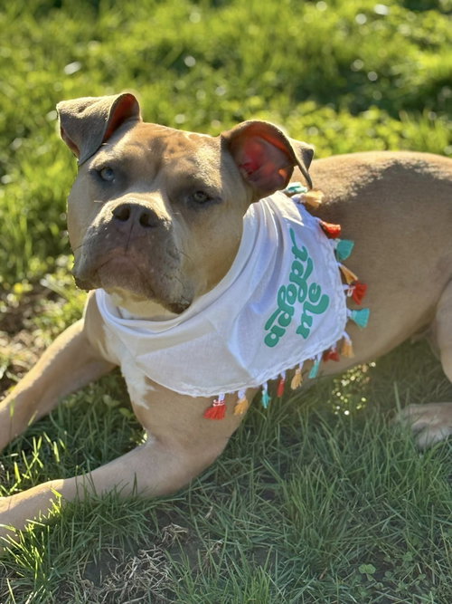 Pudding, an adoptable Unknown breed in Cincinnati, OH