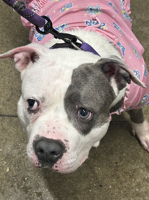 Piglette, an adoptable Unknown breed in Cincinnati, OH