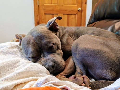 Morgan, an adoptable American Staffordshire Terrier in Cincinnati, OH