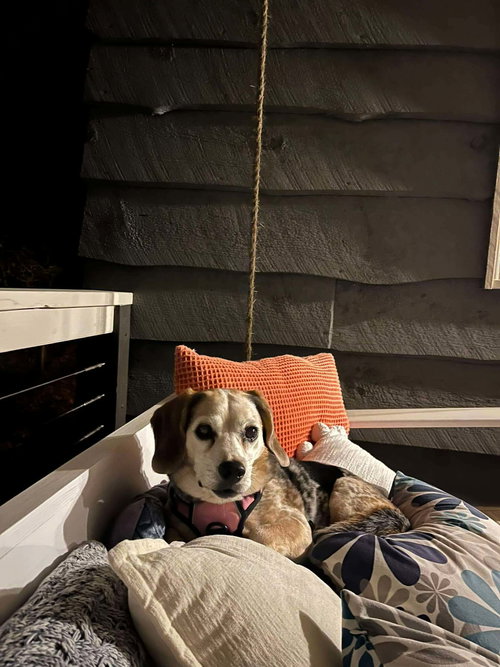 Bagel, photo 3