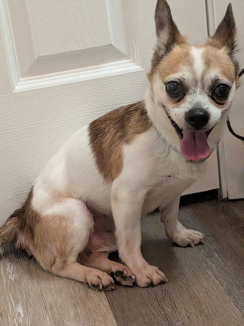 Photo 4 of Bugsy