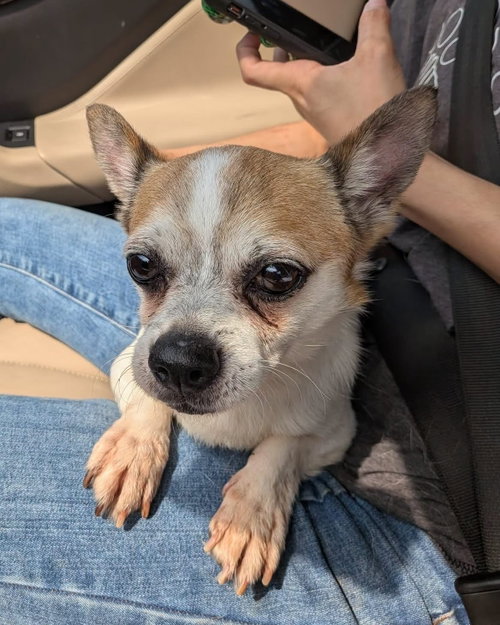Photo 5 of Bugsy