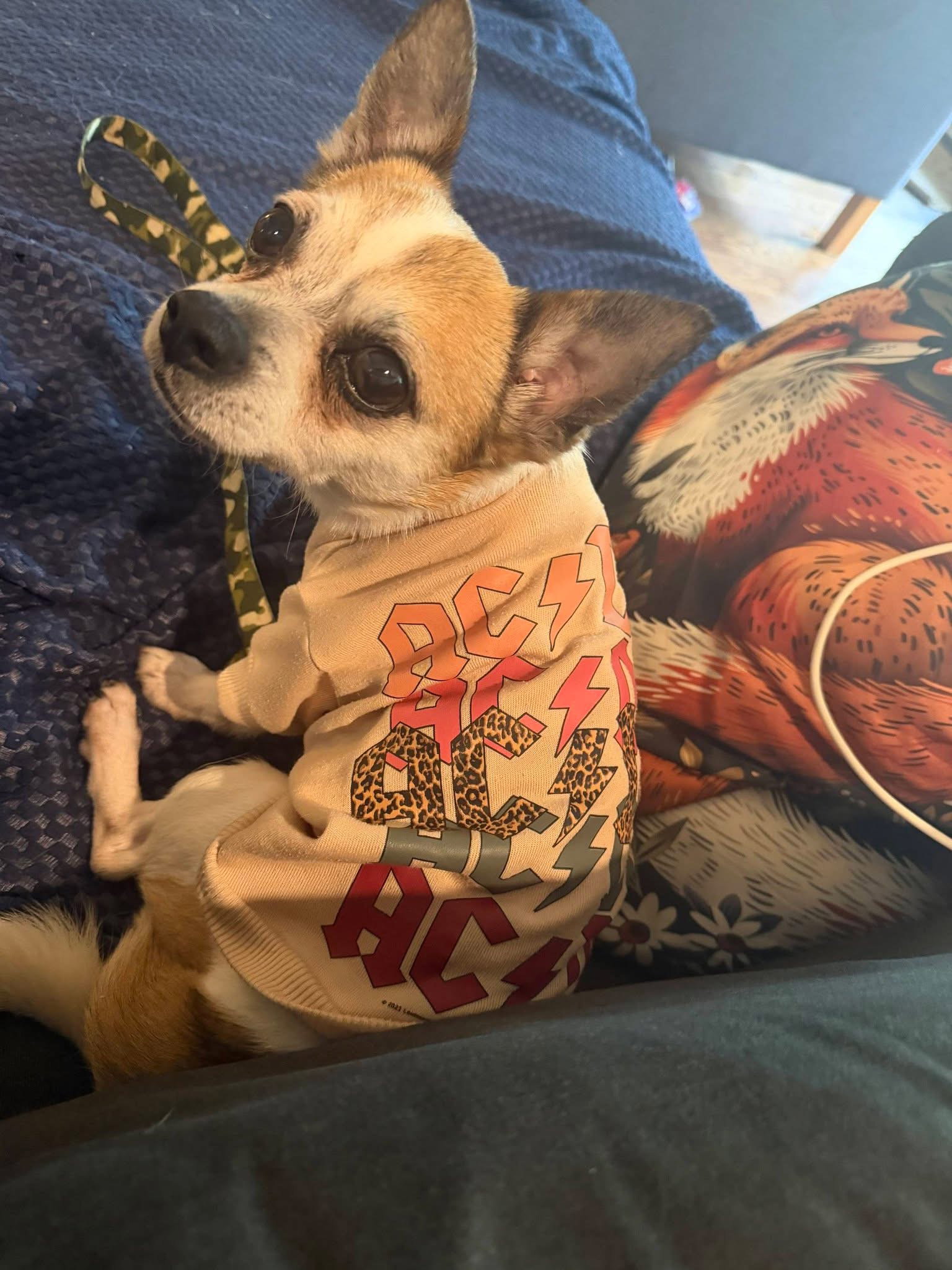 Bugsy, photo 7