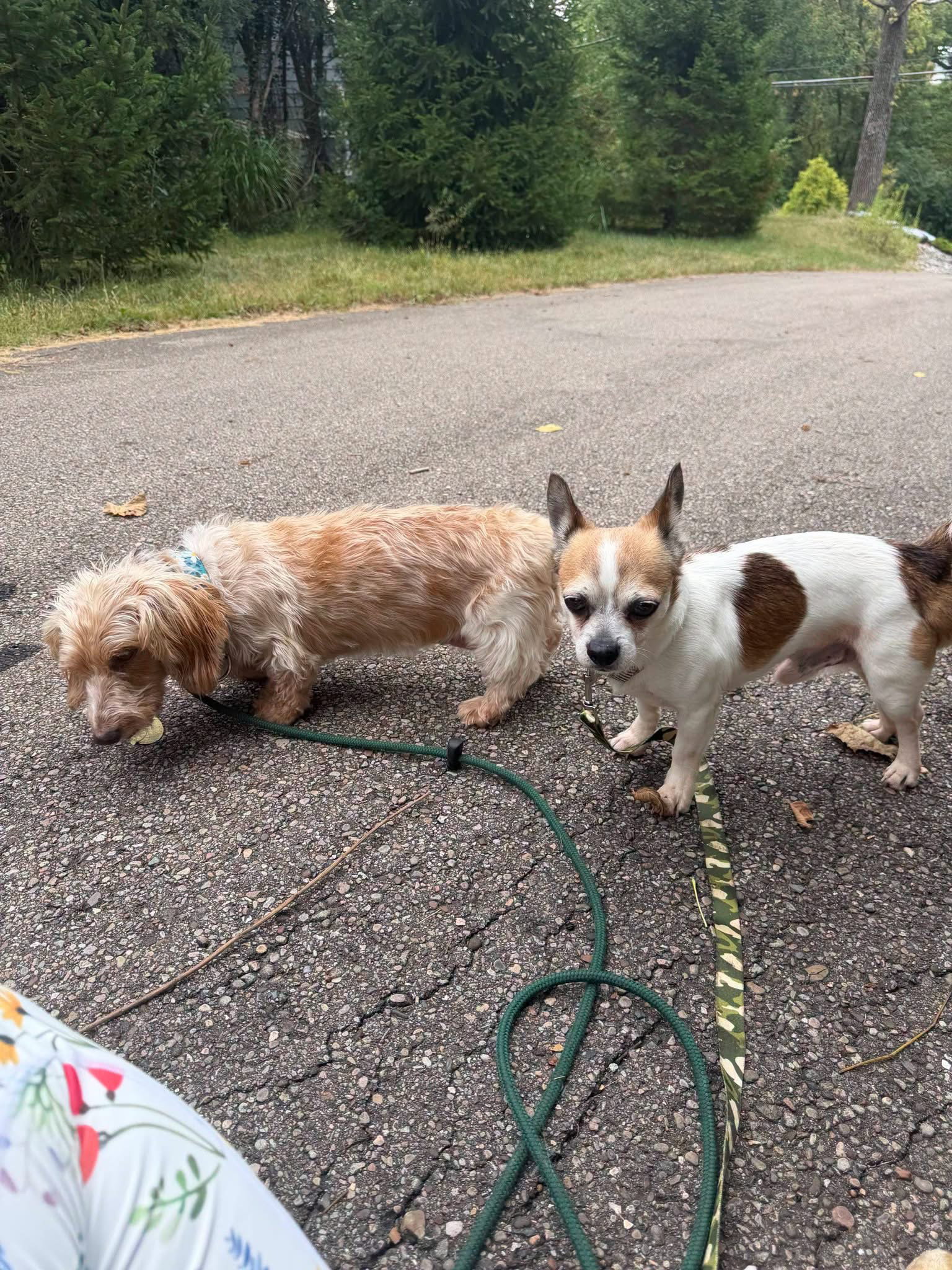 Bugsy, photo 8