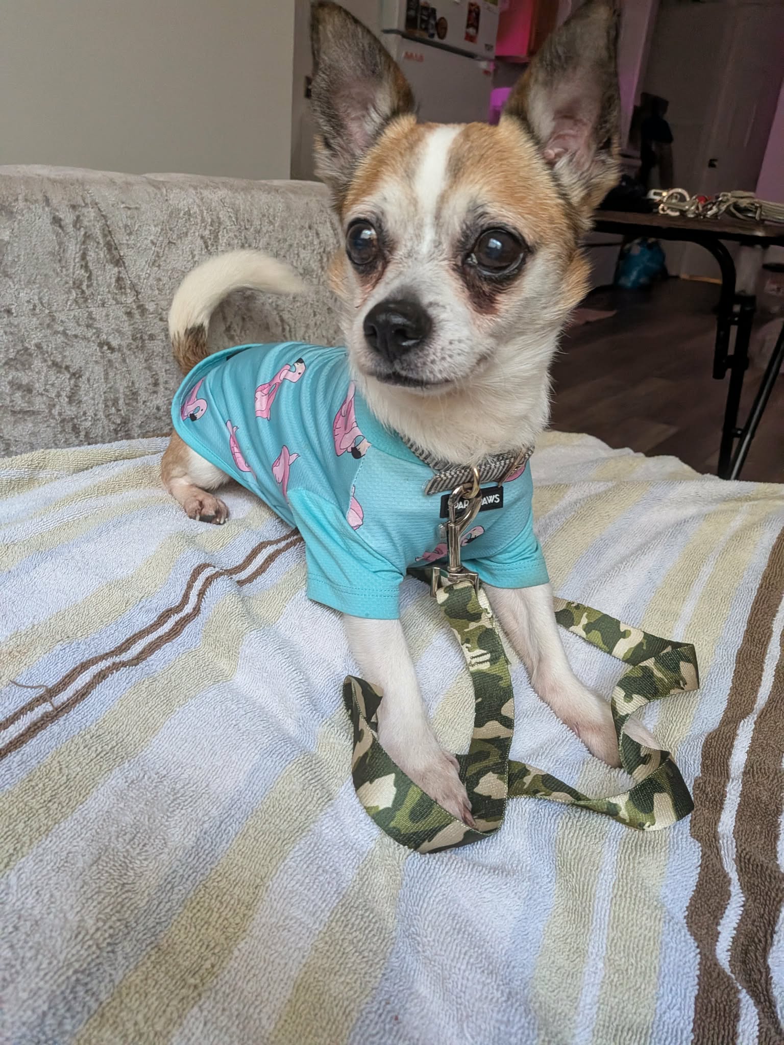 Bugsy, photo 10