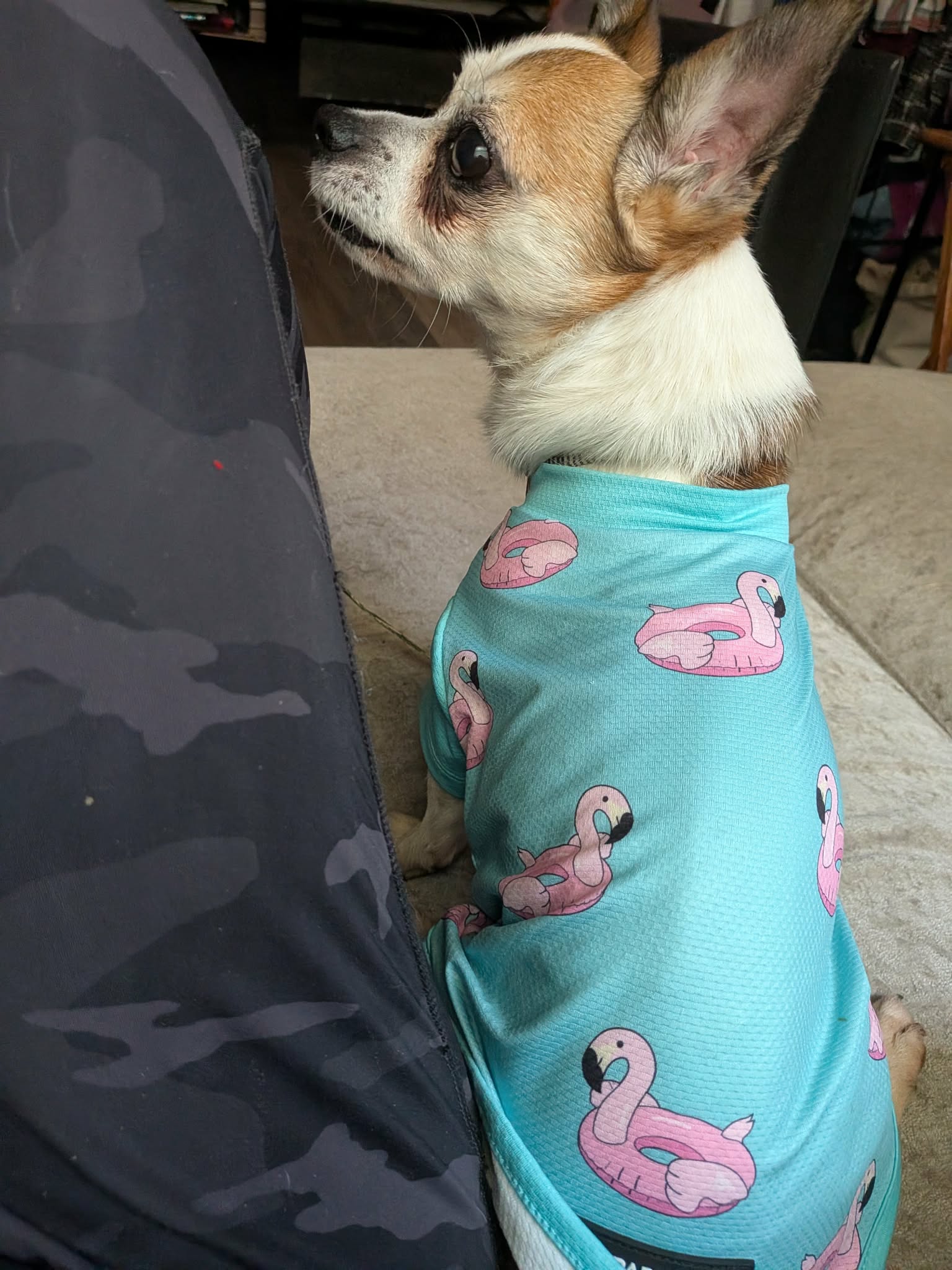 Bugsy, photo 11