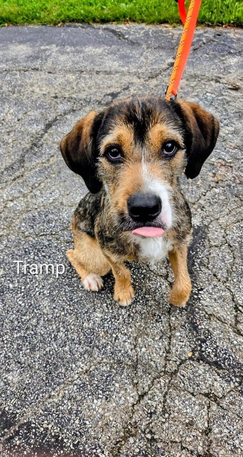 Photo 2 of Tramp