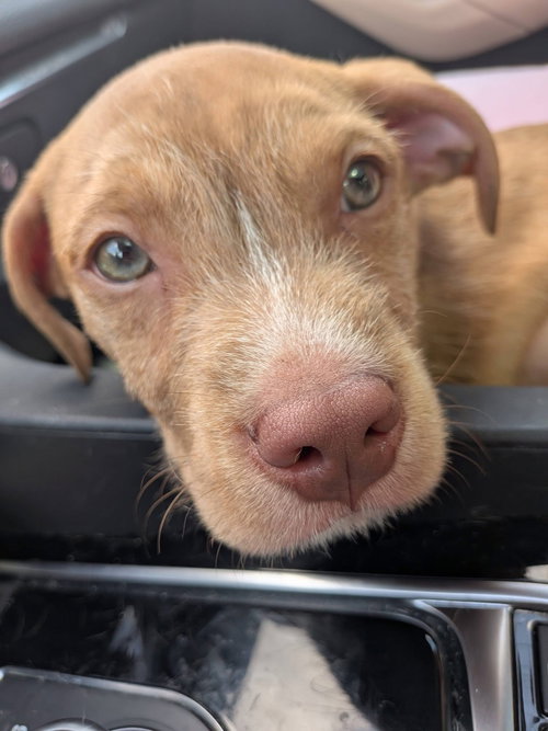 Dusty, a dog for adoption from Spoil Em Rotten Foundation