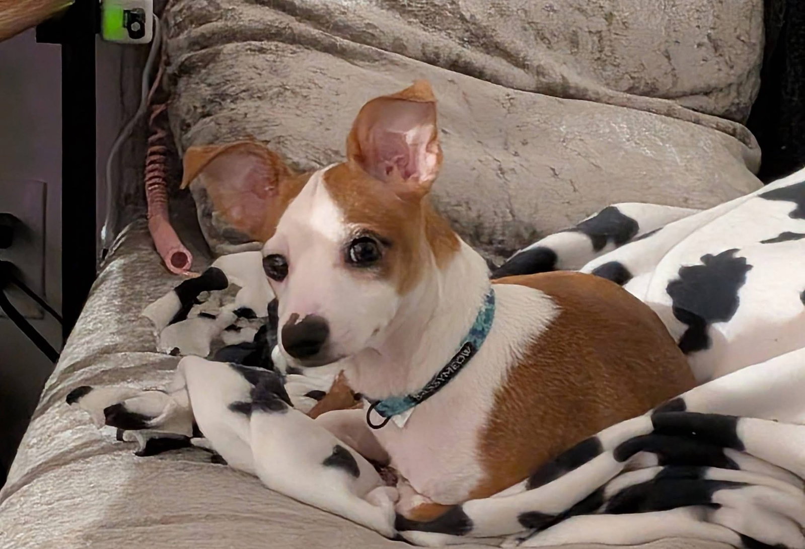 Yoshi, Mixed Breed
