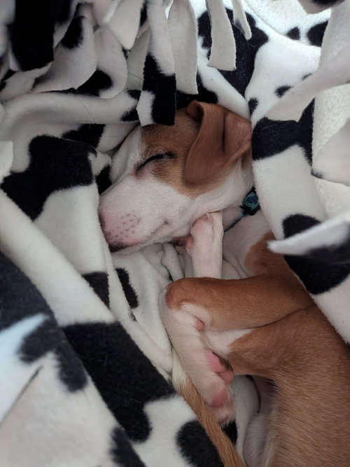 Photo 2 of Yoshi