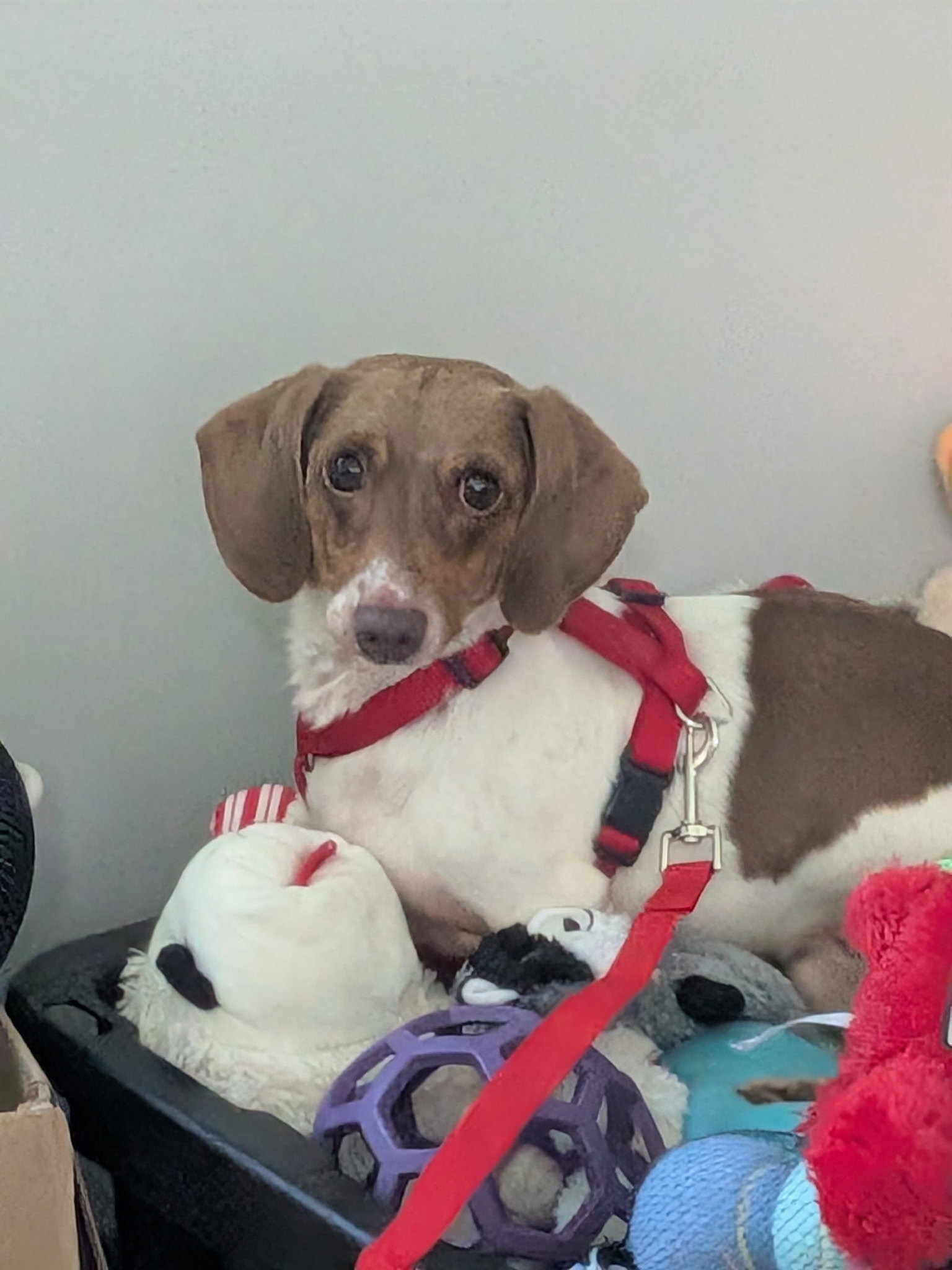 Otis, Dachshund