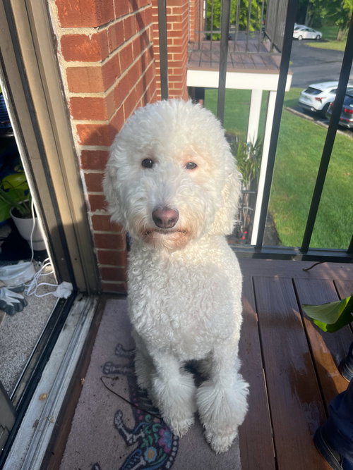 Pixie, a dog for adoption from Spoil Em Rotten Foundation