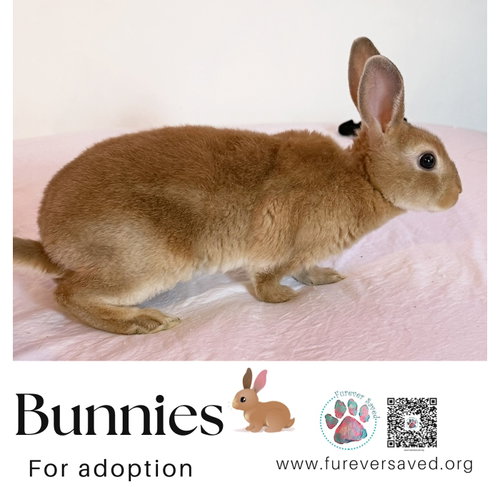Photo 2 of Bunnies for Adoption