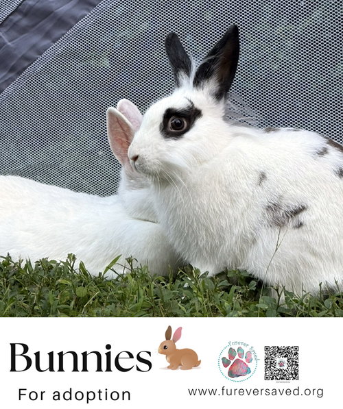 Photo 3 of Bunnies for Adoption