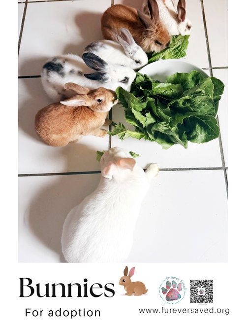 Photo 4 of Bunnies for Adoption