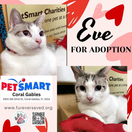 Eve, Young Domestic Short Hair (short coat), cat for adoption in Miami Beach, Florida