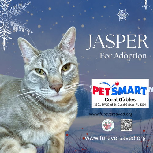 Jasper, Baby Domestic Short Hair (short coat), cat for adoption in Miami Beach, Florida