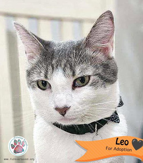 Leo, Young Domestic Short Hair (short coat), cat for adoption in Miami Beach, Florida