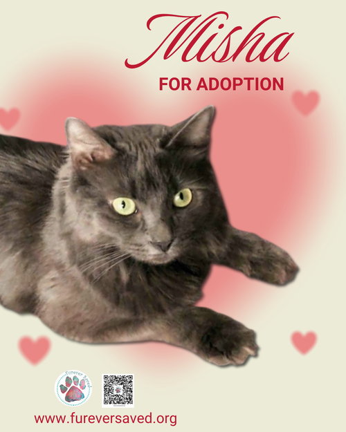 Misha, Young Domestic Medium Hair / Mixed (medium coat), cat for adoption in Miami Beach, Florida