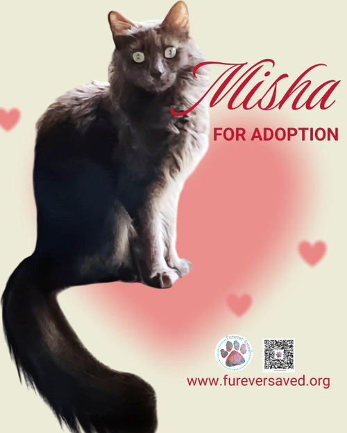 Photo 3 of Misha