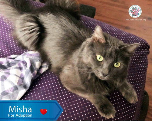 Photo 4 of Misha