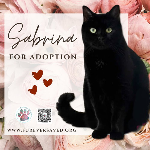 Sabrina, Young American Shorthair (short coat), cat for adoption in Miami Beach, Florida