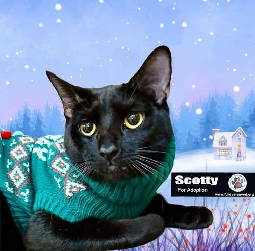 Scotty, Young Domestic Short Hair (short coat), cat for adoption in Miami Beach, Florida