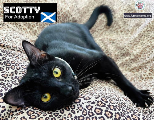 Photo 2 of Scotty